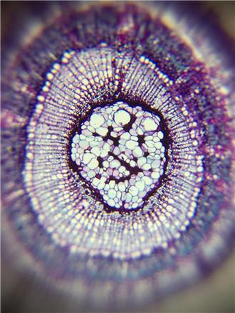 (▼这张是中学时学的草履虫,有印象吧)