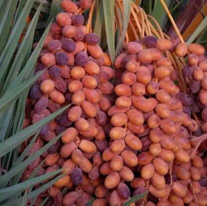 新货沙特椰枣甜糯好吃