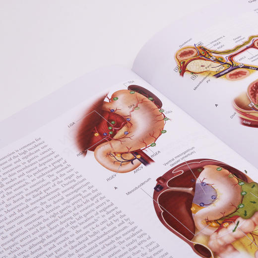 【正版包邮】Maingot腹部手术（第12版）（英文版） Maingot's Abdominal Operations 商品图5