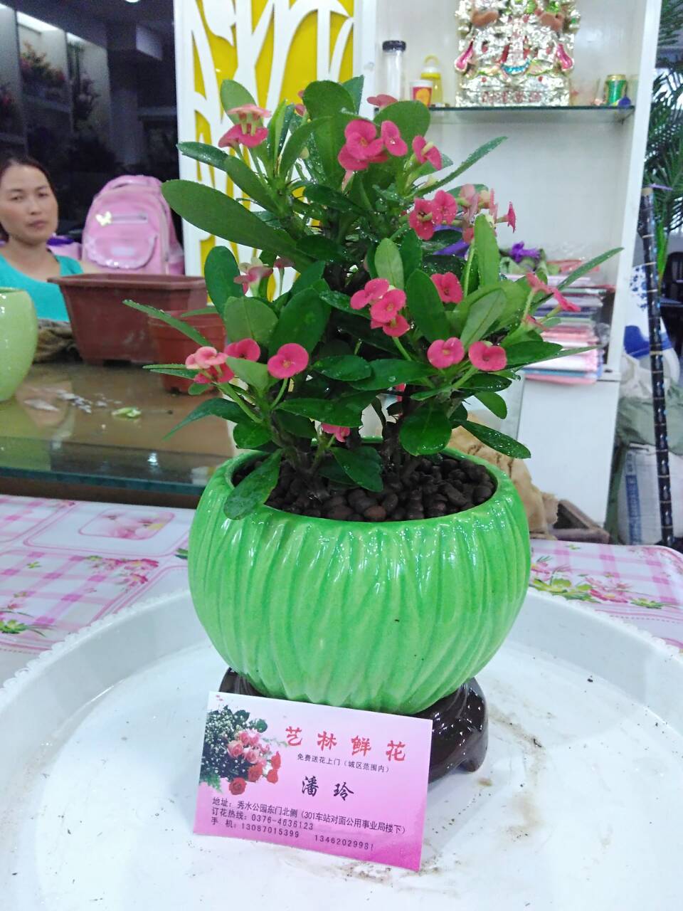 虎刺梅