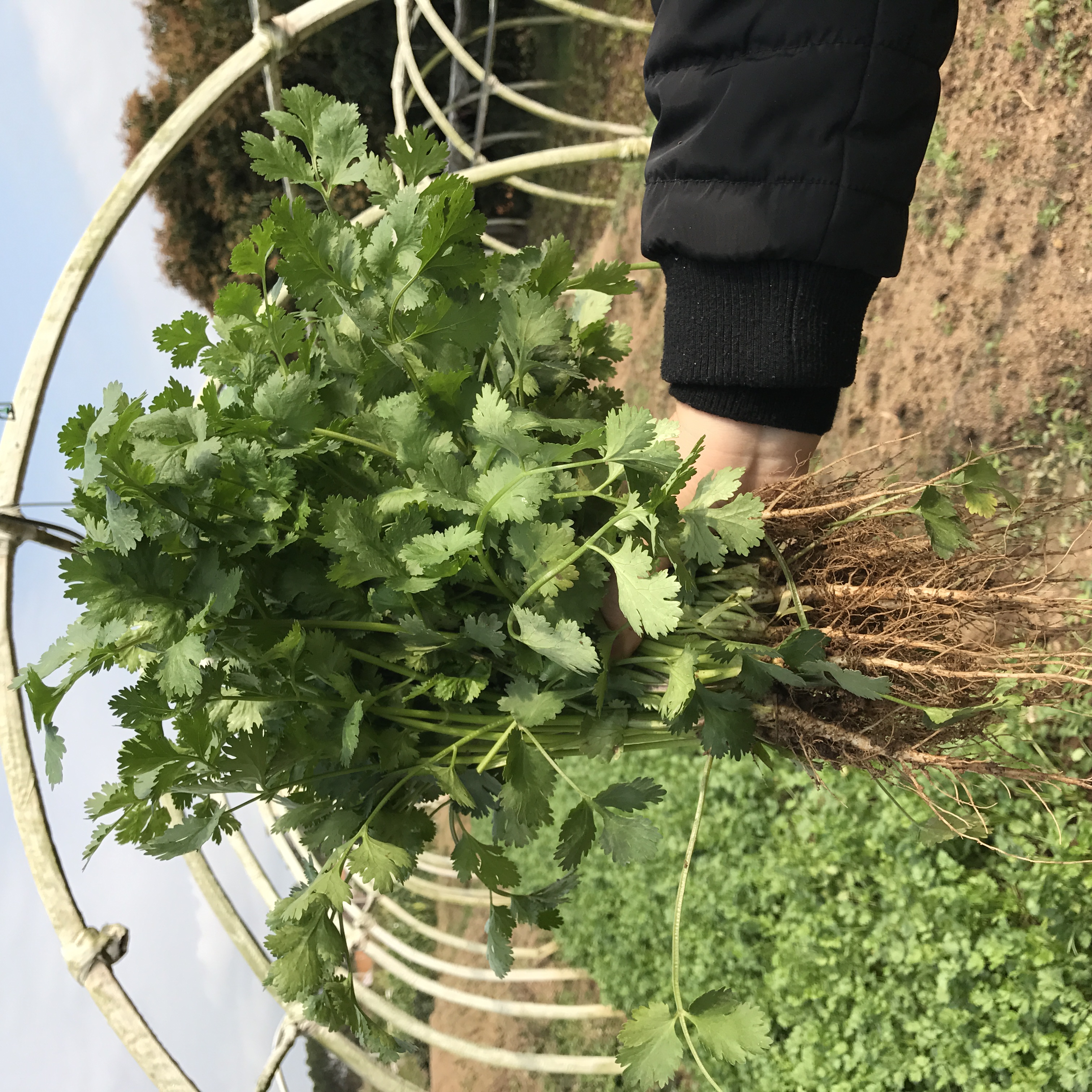 特石有机香菜50g