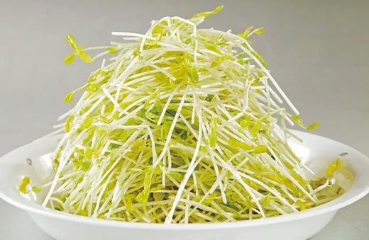 2061绿豆芽 约500克 商品图0