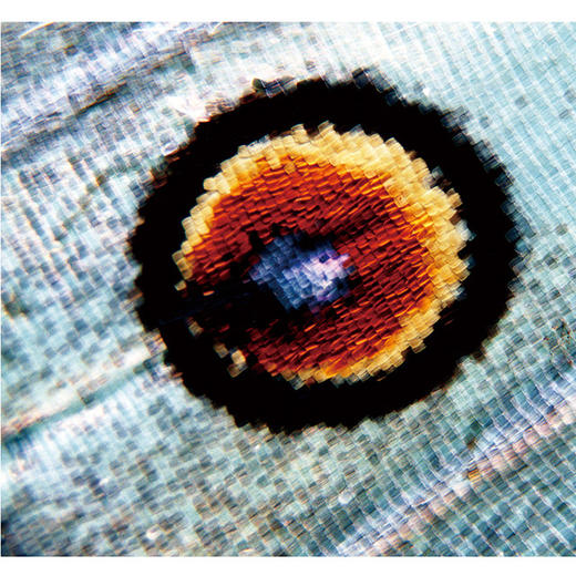 迷蝶-分销 商品图5