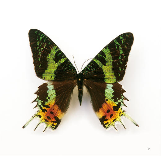 迷蝶-分销 商品图3