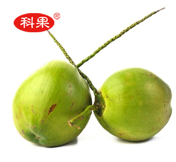 【只发东三省】科果海南椰子2个/1个