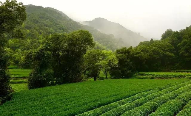 龍冠茶場出品的正宗西湖龍井