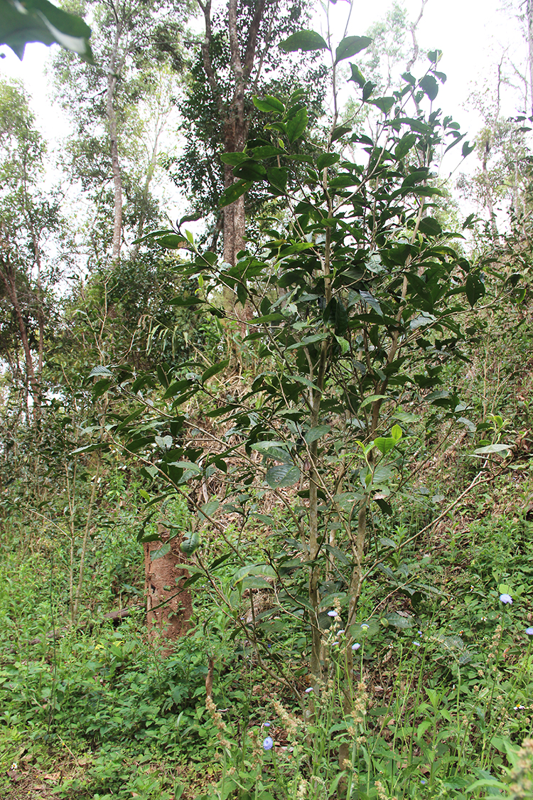 (正在发芽的曼松古树茶,芽头细小,且茶树没有经过修剪,芽头较少,产量