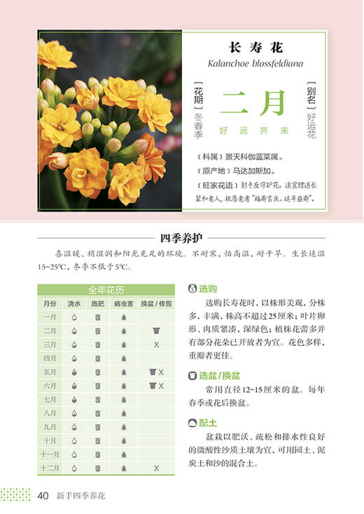 新书包邮  《新手四季养花》花样爷爷 王意成  养花秘籍 花草园艺 植物花卉书籍 休闲生活 商品图1