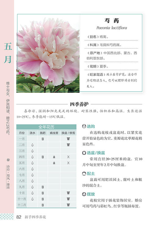 新书包邮  《新手四季养花》花样爷爷 王意成  养花秘籍 花草园艺 植物花卉书籍 休闲生活 商品图2