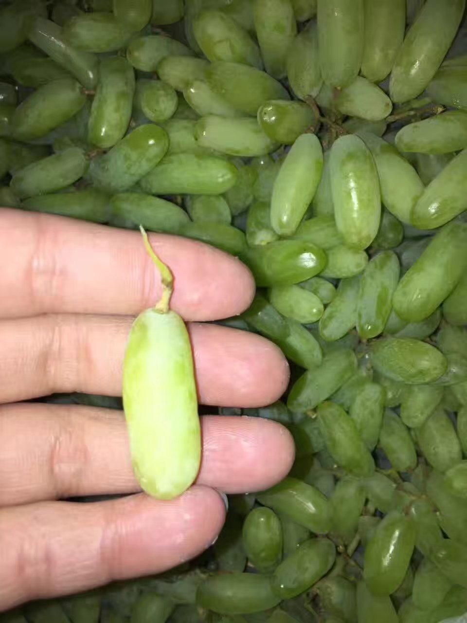 澳大利亚黑手指葡萄