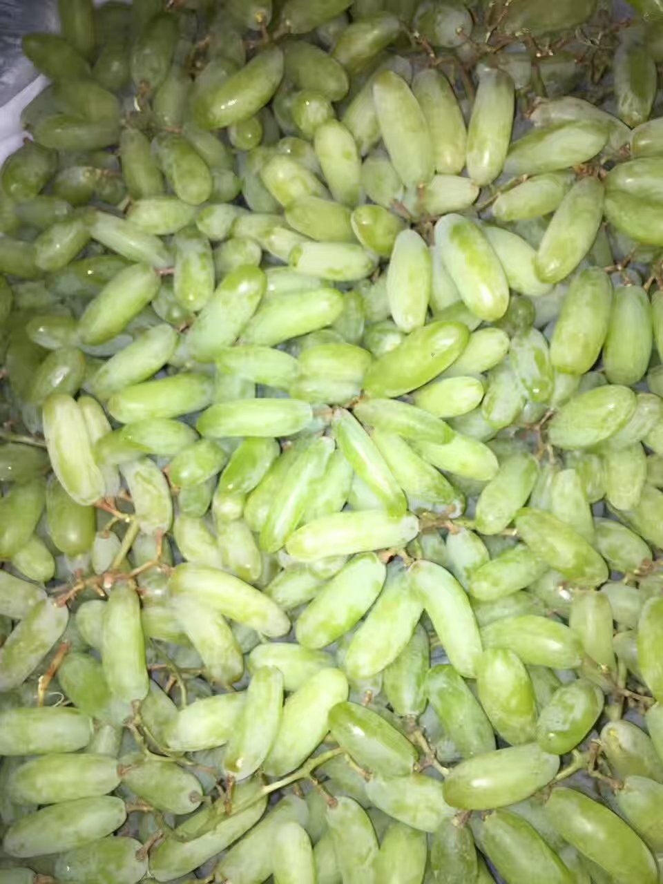 澳大利亚黑手指葡萄