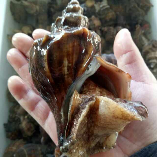 活大海螺