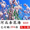 【亲子游】保定顺平杏花海 赠99元刘伶醉1瓶 商品缩略图0