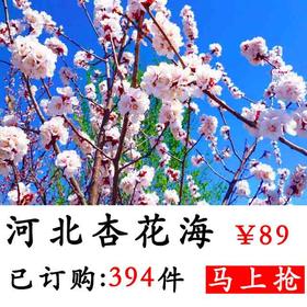 【亲子游】保定顺平杏花海 赠99元刘伶醉1瓶