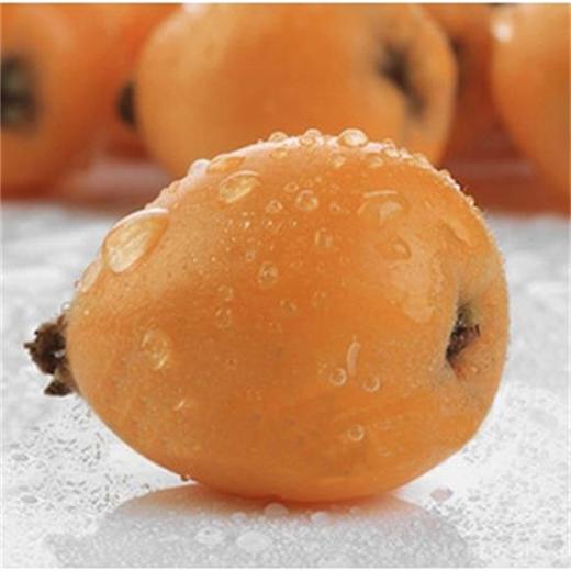 【三潭枇杷·大红袍5斤装】特级大果，现摘现发，顺丰包邮，坏果包赔。皮薄肉厚，汁甜水多，源自百里画廊新安江畔，中国枇杷之乡--深渡·三潭 商品图1