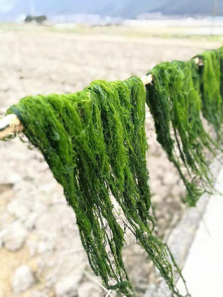 宁波象山纯野生海苔 爱做美食的人有好多吃法