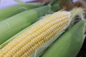 花园】【特色农产】广西横县非转基因甜玉米