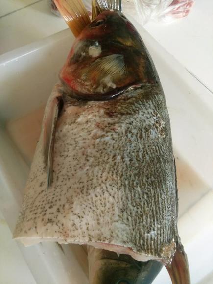 【五莲】五莲山区水库野生鲢鱼 鲢鱼头20元一