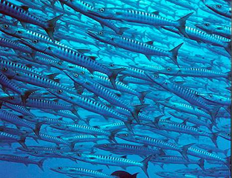 【度假村】印尼达拉湾Derawan Dive Resort潜水套餐 商品图5