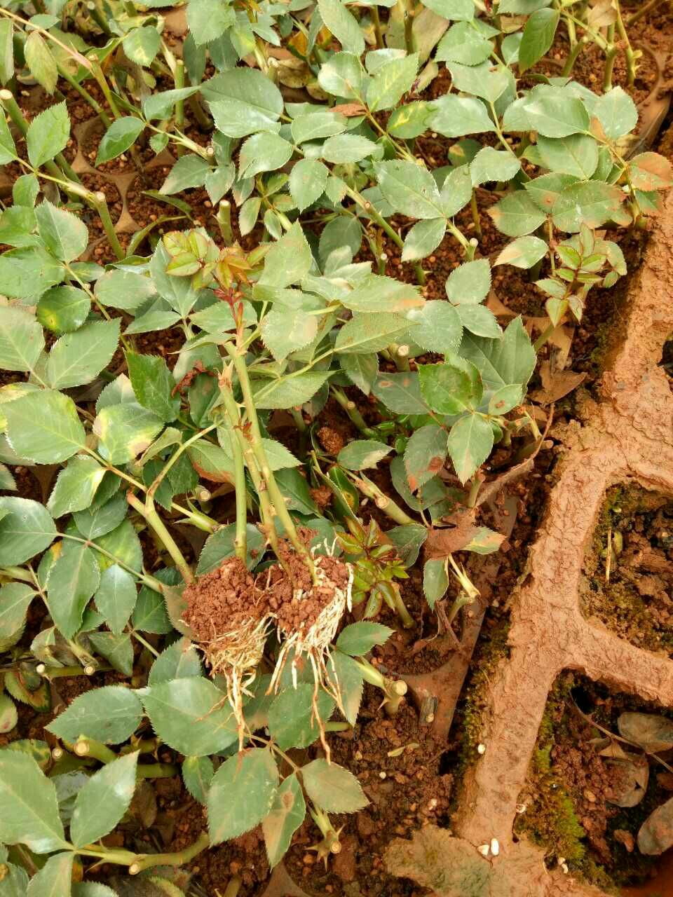 各种月季花小苗!