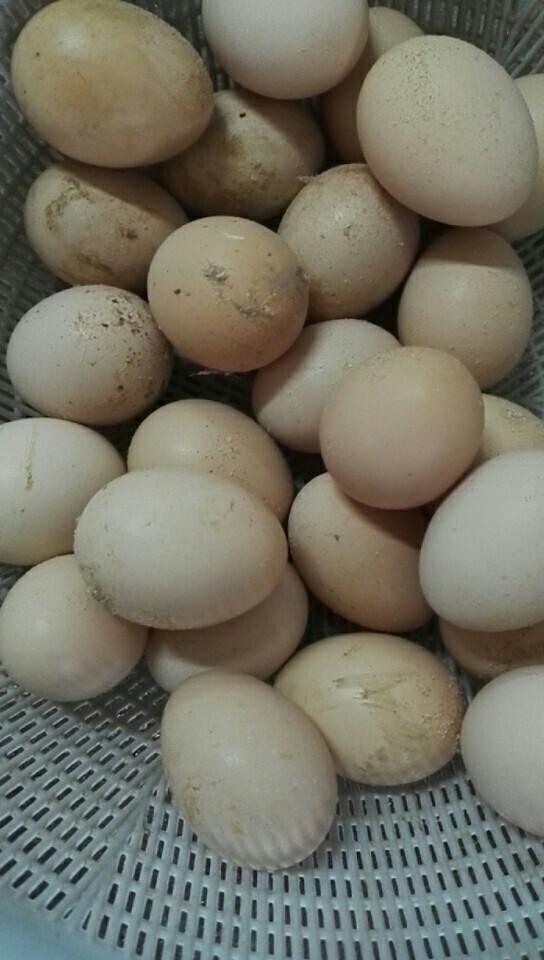 土鸡蛋