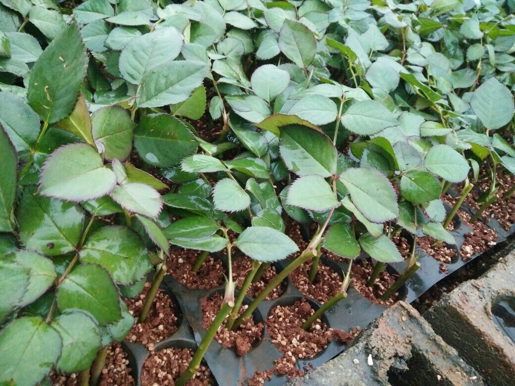 各种月季花小苗!