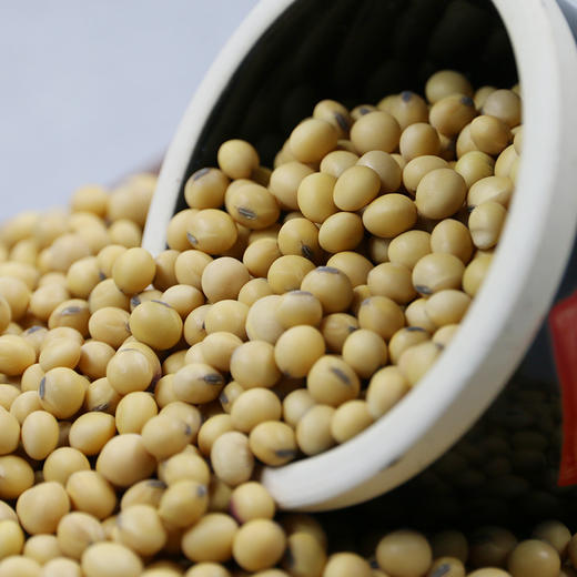 非转基因农家老品种黑脐黄豆生态种植颗粒饱满豆香浓郁黄豆400g