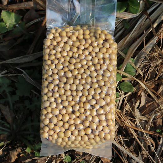 非转基因农家老品种黑脐黄豆生态种植颗粒饱满豆香浓郁黄豆400g