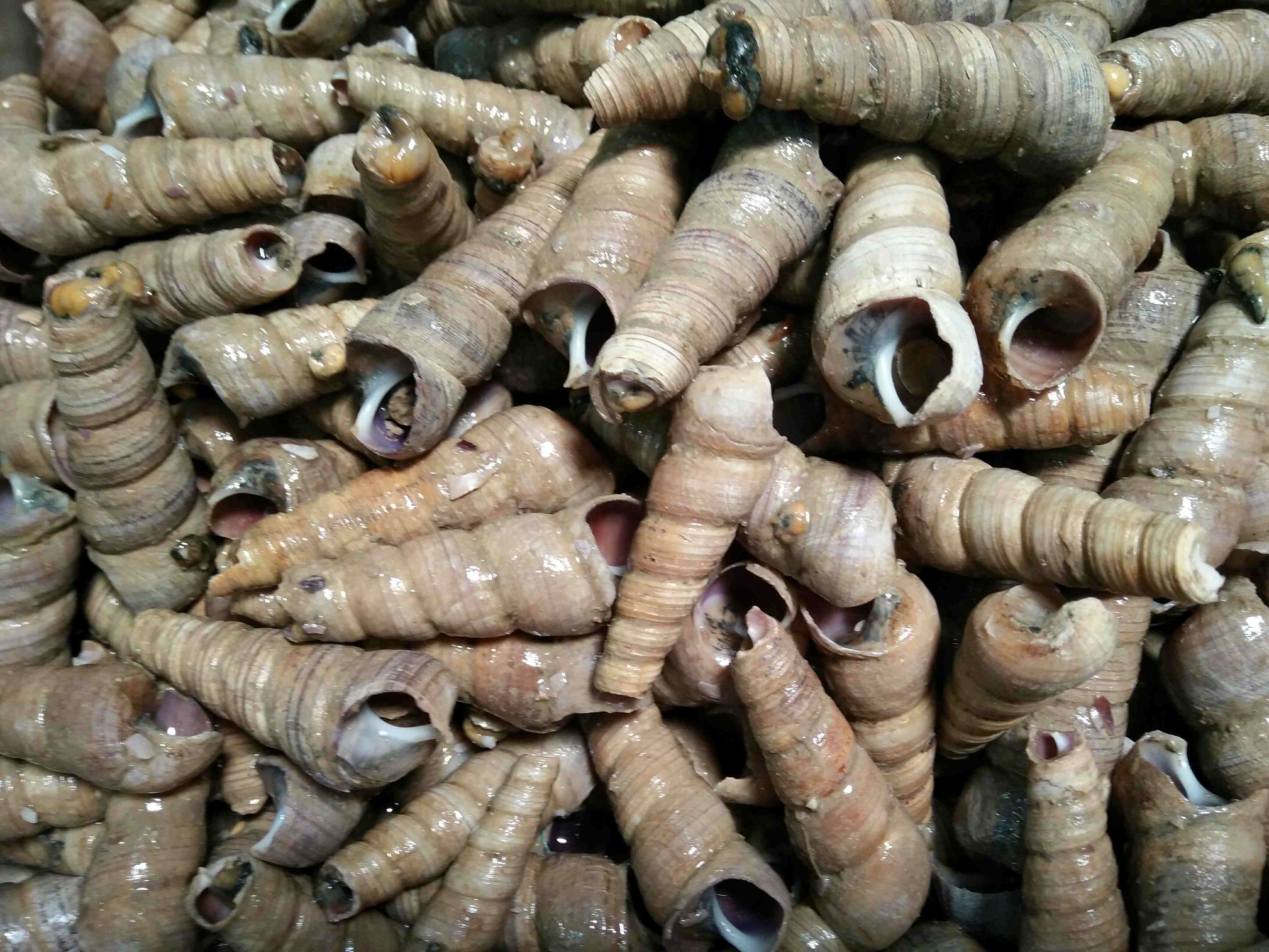 【海产】丁螺500g