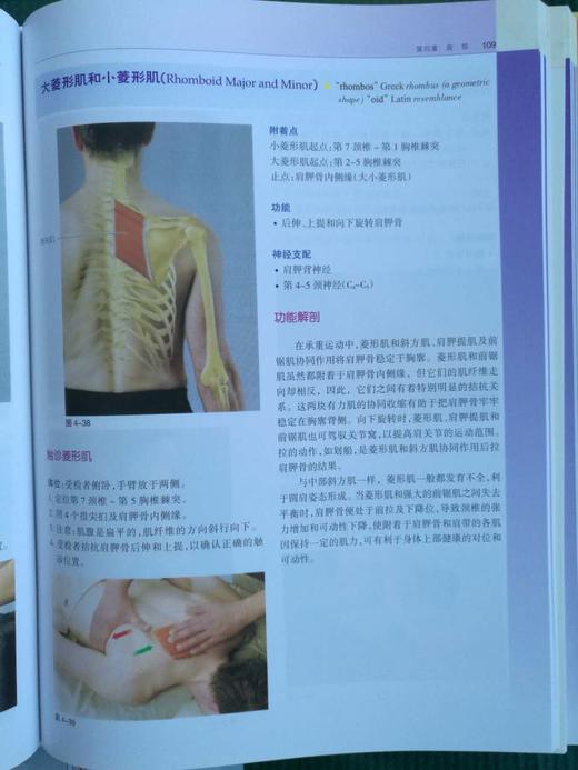 功能解剖：肌与骨骼的解剖——功能及触诊 商品图8