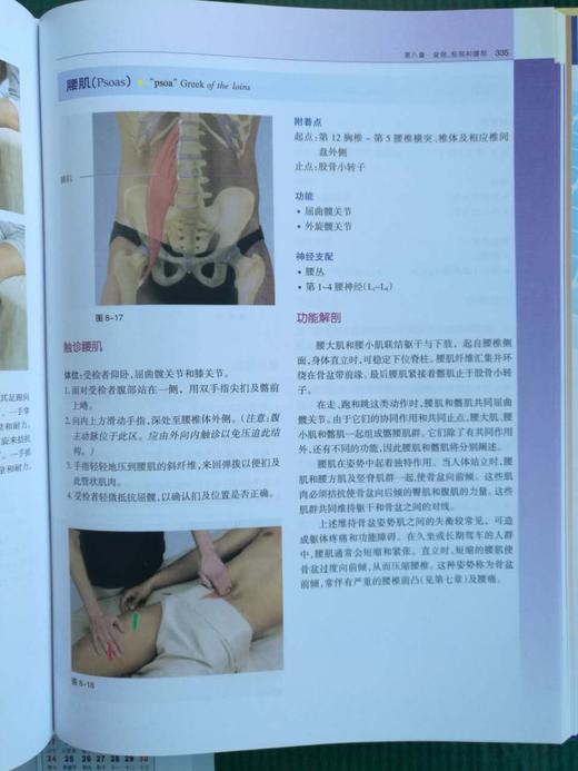 功能解剖：肌与骨骼的解剖——功能及触诊 商品图11