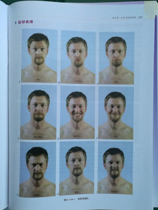 功能解剖：肌与骨骼的解剖——功能及触诊 商品图10