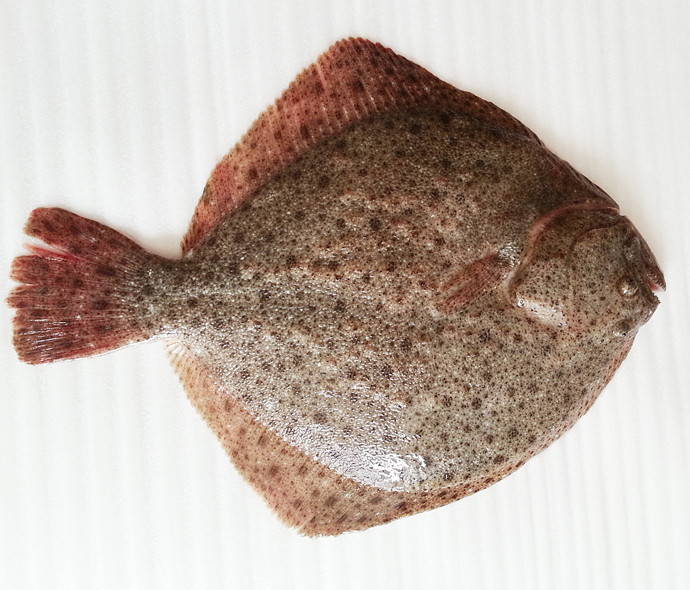 我爱多保鱼靠谱吗 多宝鱼保险靠谱吗