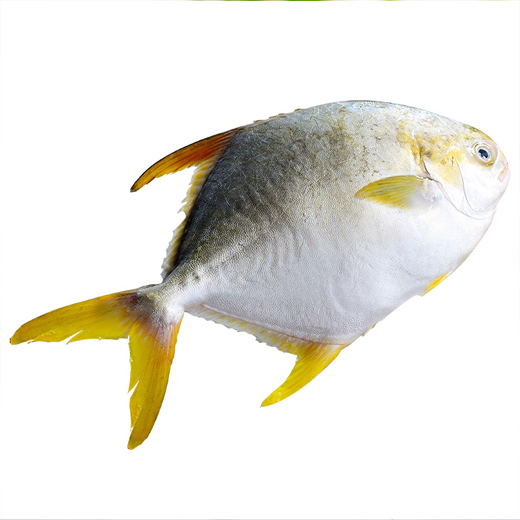 金鲳鱼 约300g