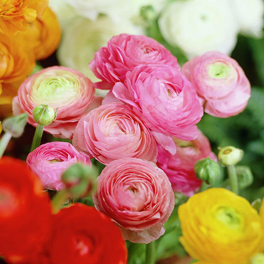 新品速递||洋牡丹,颜色可选 商品图6