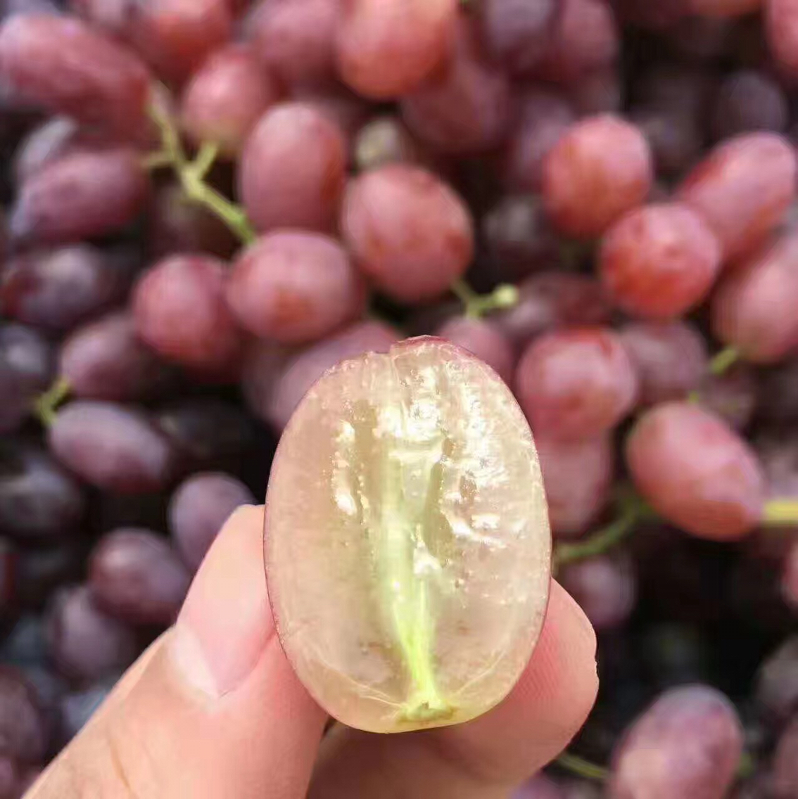 新西兰无籽红提 最好的小颗粒品种,皮薄,纯甜,无籽,宝宝最爱.