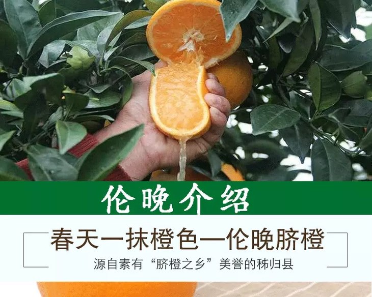 伦晚脐橙新鲜现摘一级精品中大果湖北宜昌三峡秭归脐橙伦晚5斤包邮