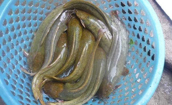 929 鳅鱼 默认鲜宰 500克 配姜葱