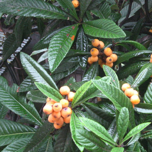 云南枇杷300g  5~6个 商品图2