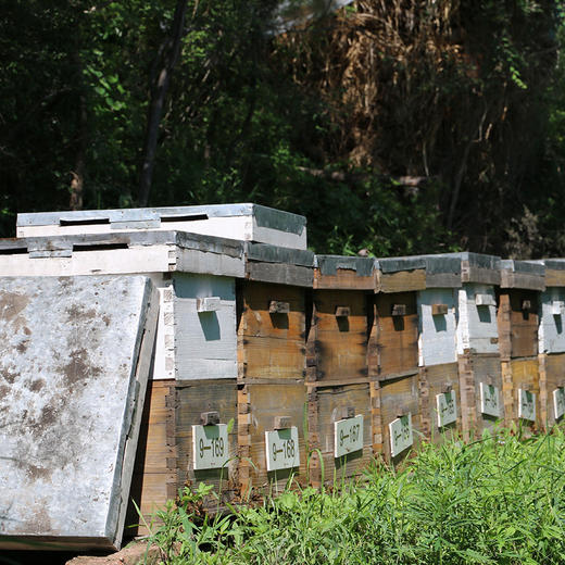 【包邮】蜂巢蜜巢泡蜜_密云深山洋槐蜂蜜420g+巢蜜80g组成_精选好蜂蜜500g 商品图4