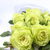 花音集甄选19支“进口绿柠檬玫瑰” |花音集 北京5环内免费送花上门 商品缩略图1
