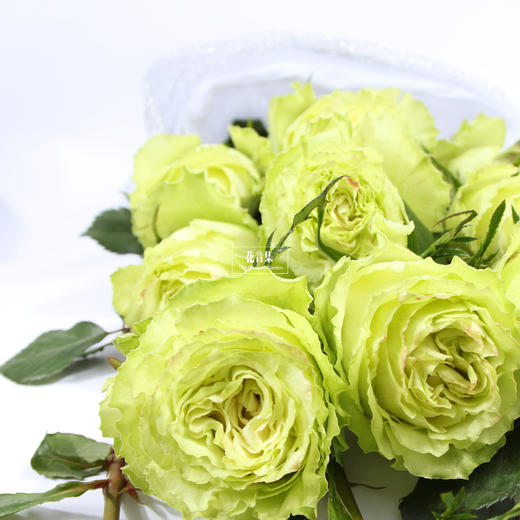 花音集甄选19支“进口绿柠檬玫瑰” |花音集 北京5环内免费送花上门 商品图1