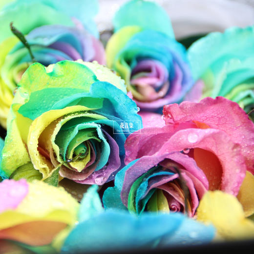 花音集甄选19支“进口彩虹玫瑰”|花音集 北京5环内免费送花上门 商品图2