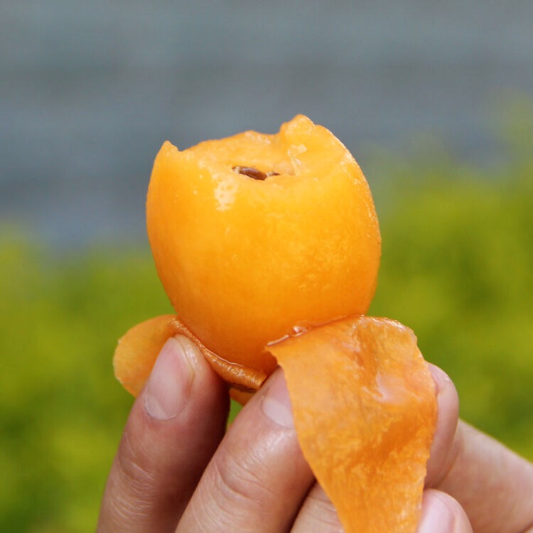 云南枇杷300g  5~6个