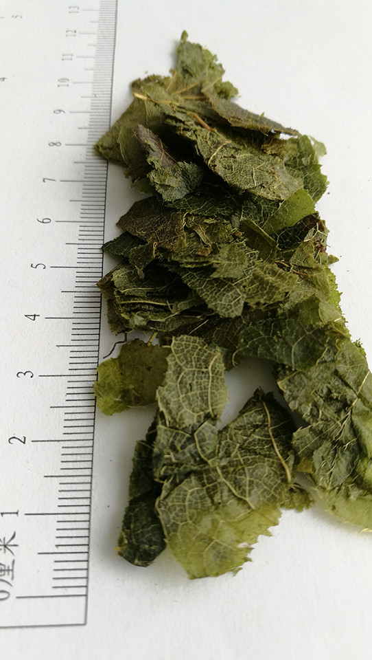 中药标本-仙灵脾 - 厚朴中医