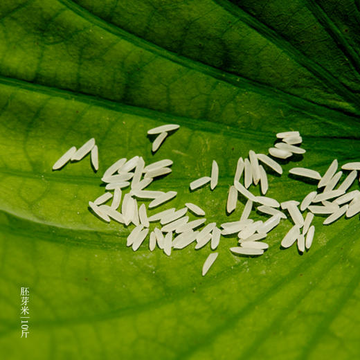 有机大米（籼米）试吃装 | 合作生产* organic germ Rice 500g | Coproduction 商品图2
