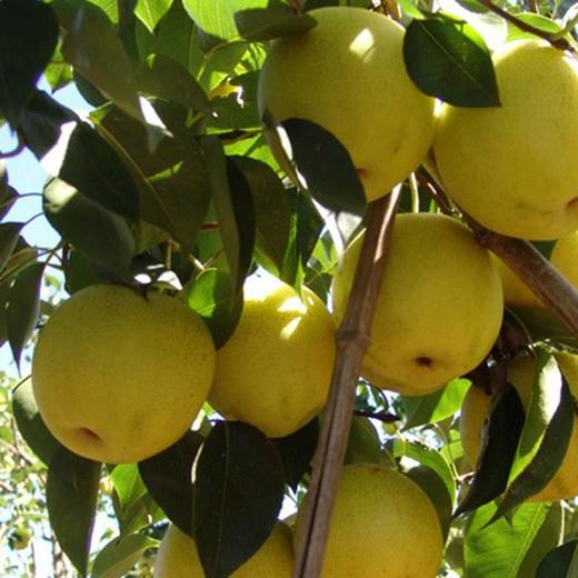 平遥酥梨4个1kg+ 商品图4