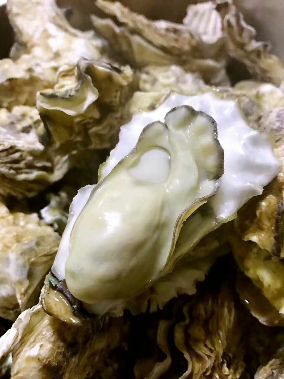 本地野生海蛎子(生蚝)包邮5斤起订