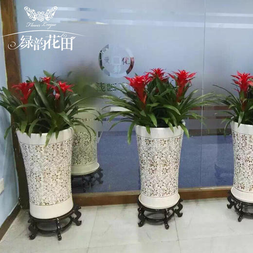 鸿运当头（3株） 商品图1