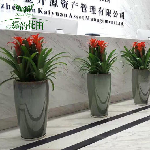 鸿运当头（3株） 商品图0